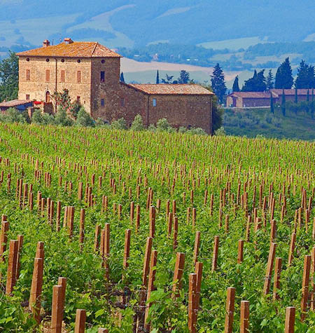Vineyards